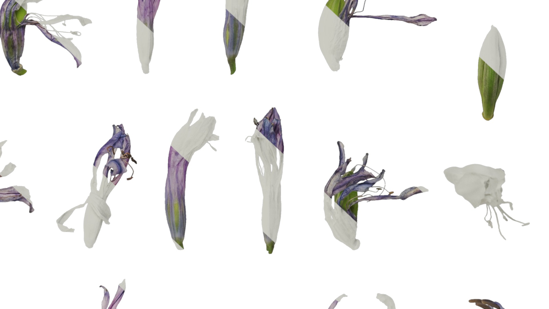 Anydrafts Agapanthus africanus Flower 05 Texture_6