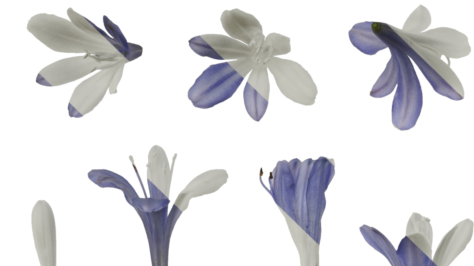 Anydrafts Agapanthus africanus Flower 05 Texture_1