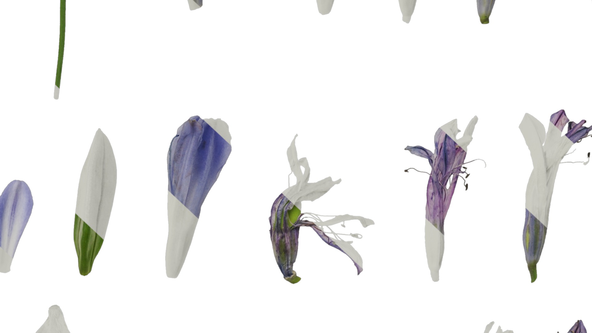 Anydrafts Agapanthus africanus Flower 05 Texture_7