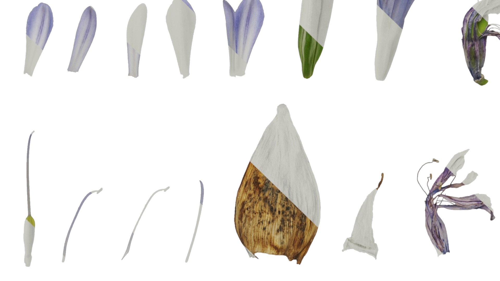 Anydrafts Agapanthus africanus Flower 05 Texture_5