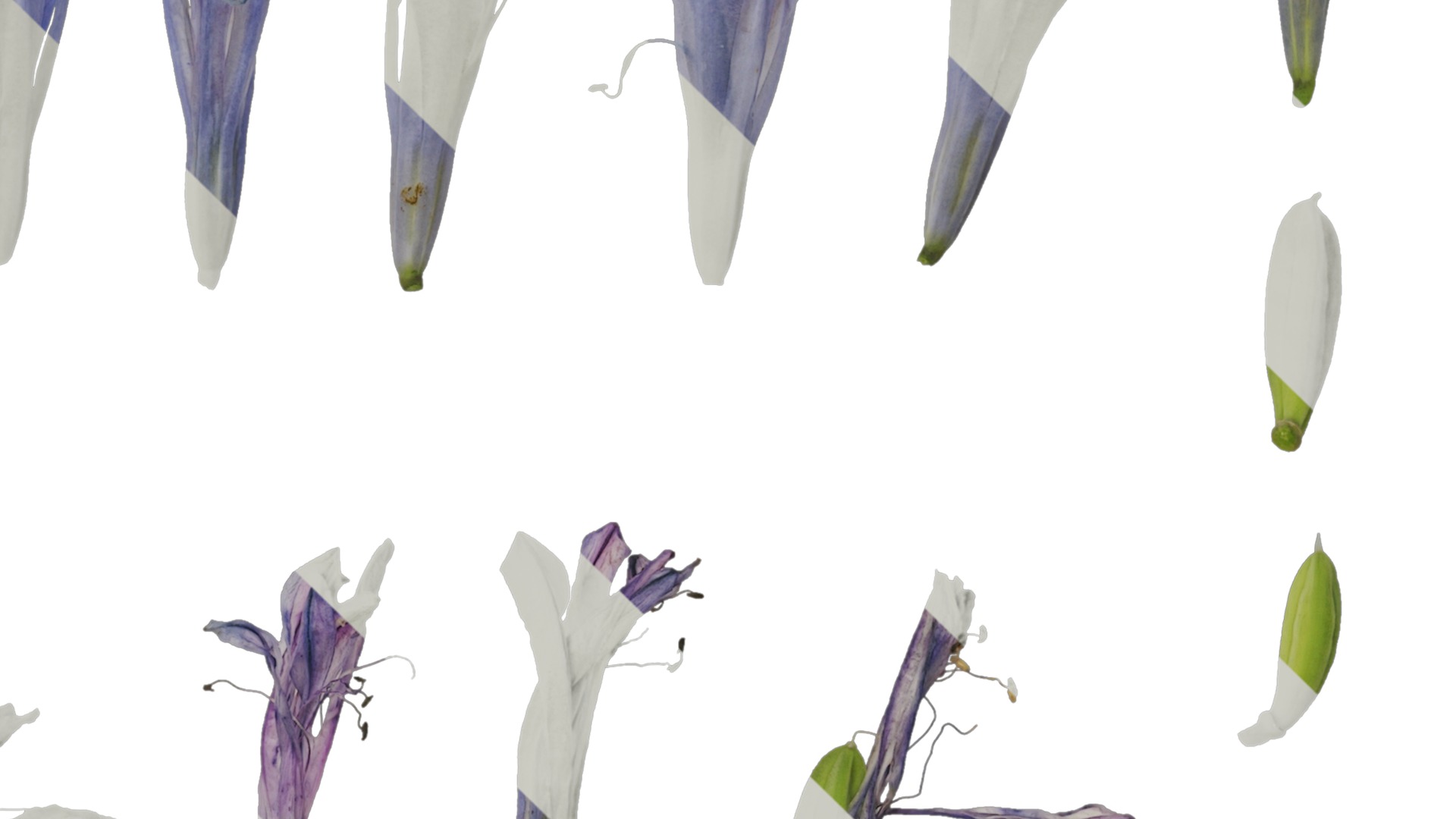 Anydrafts Agapanthus africanus Flower 05 Texture_4