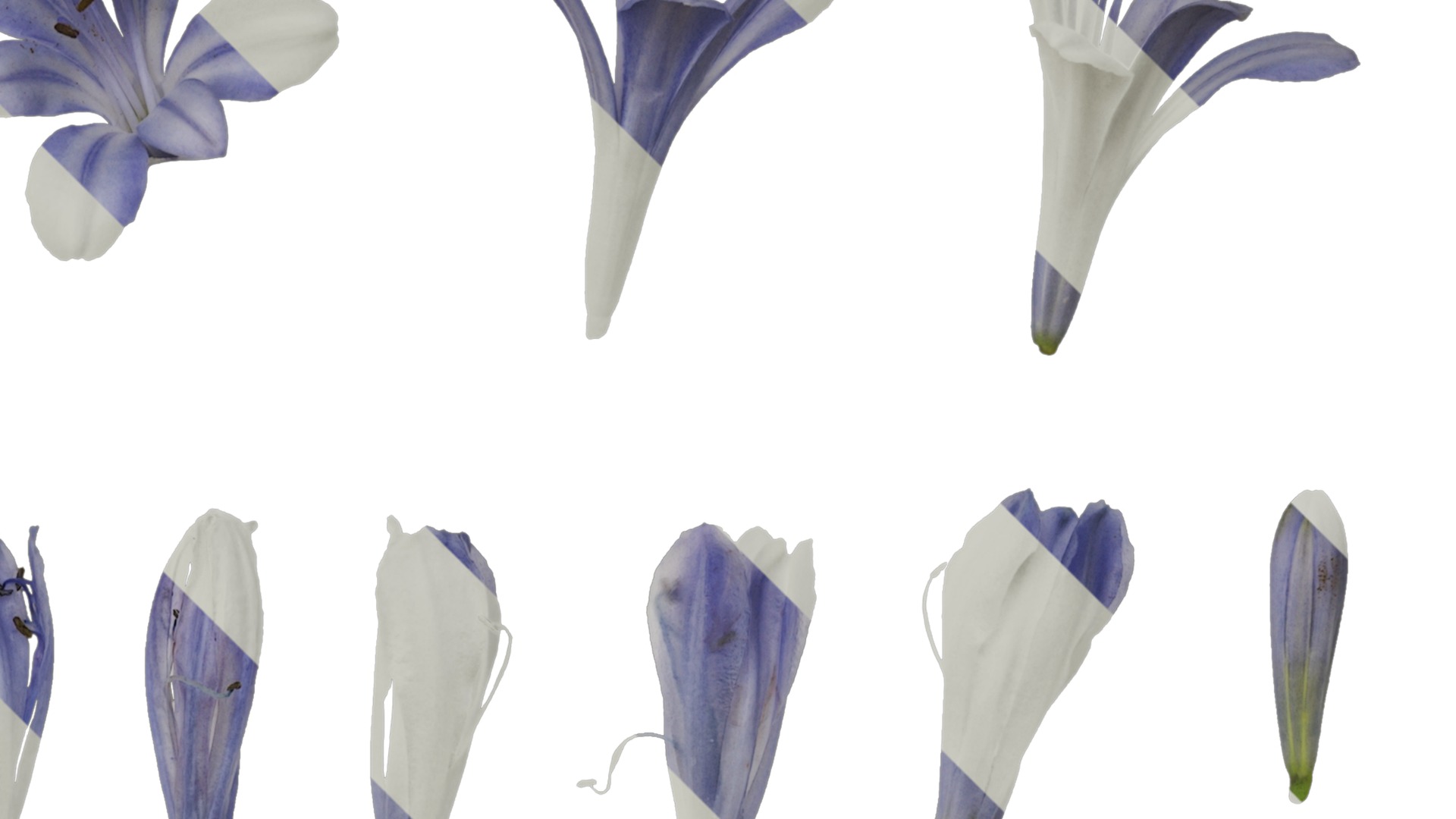 Anydrafts Agapanthus africanus Flower 05 Texture_2