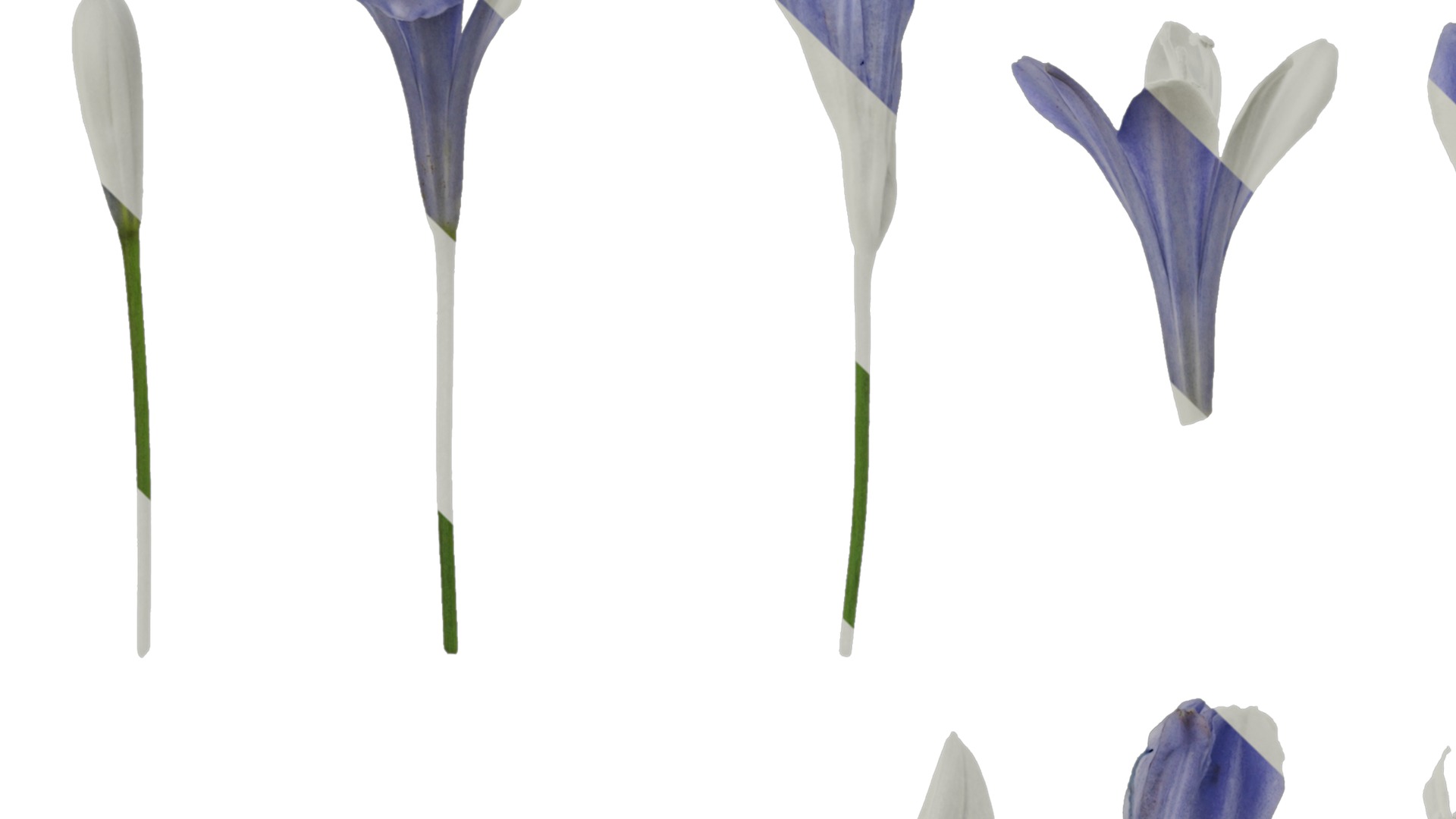 Anydrafts Agapanthus africanus Flower 05 Texture_3