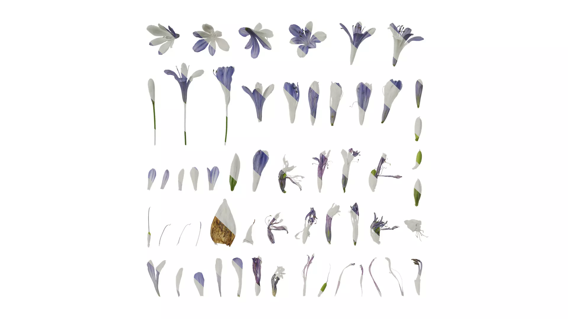 Anydrafts Agapanthus africanus Flower 05 Texture_0