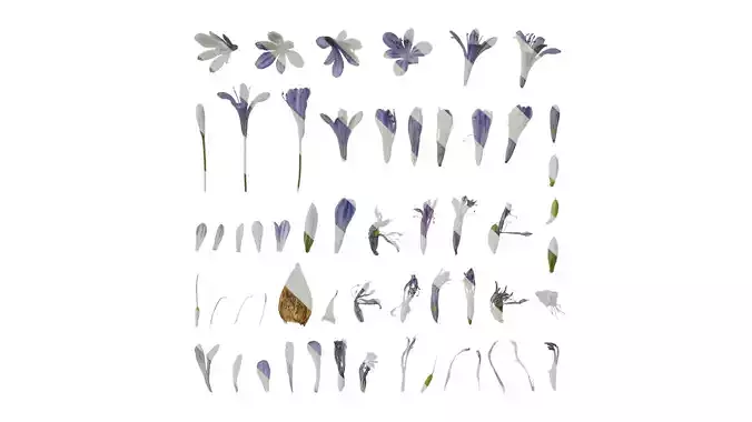 Anydrafts Agapanthus africanus Flower 05