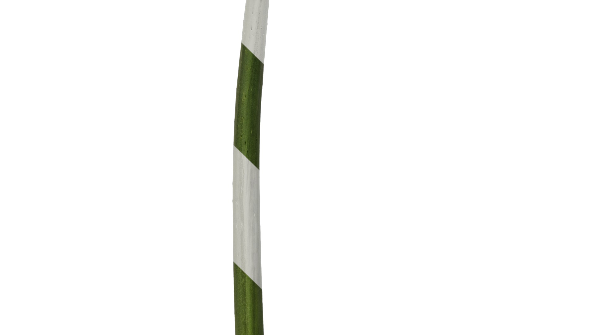 Anydrafts Agapanthus africanus Flower 07 Texture_3