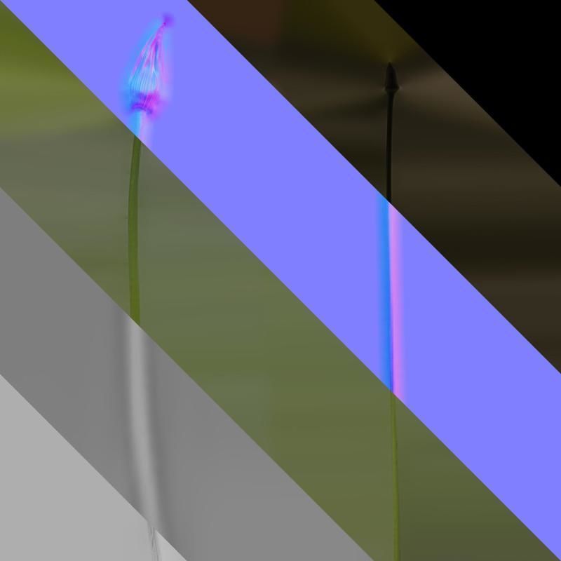 Anydrafts Agapanthus africanus Flower 07 Texture_8