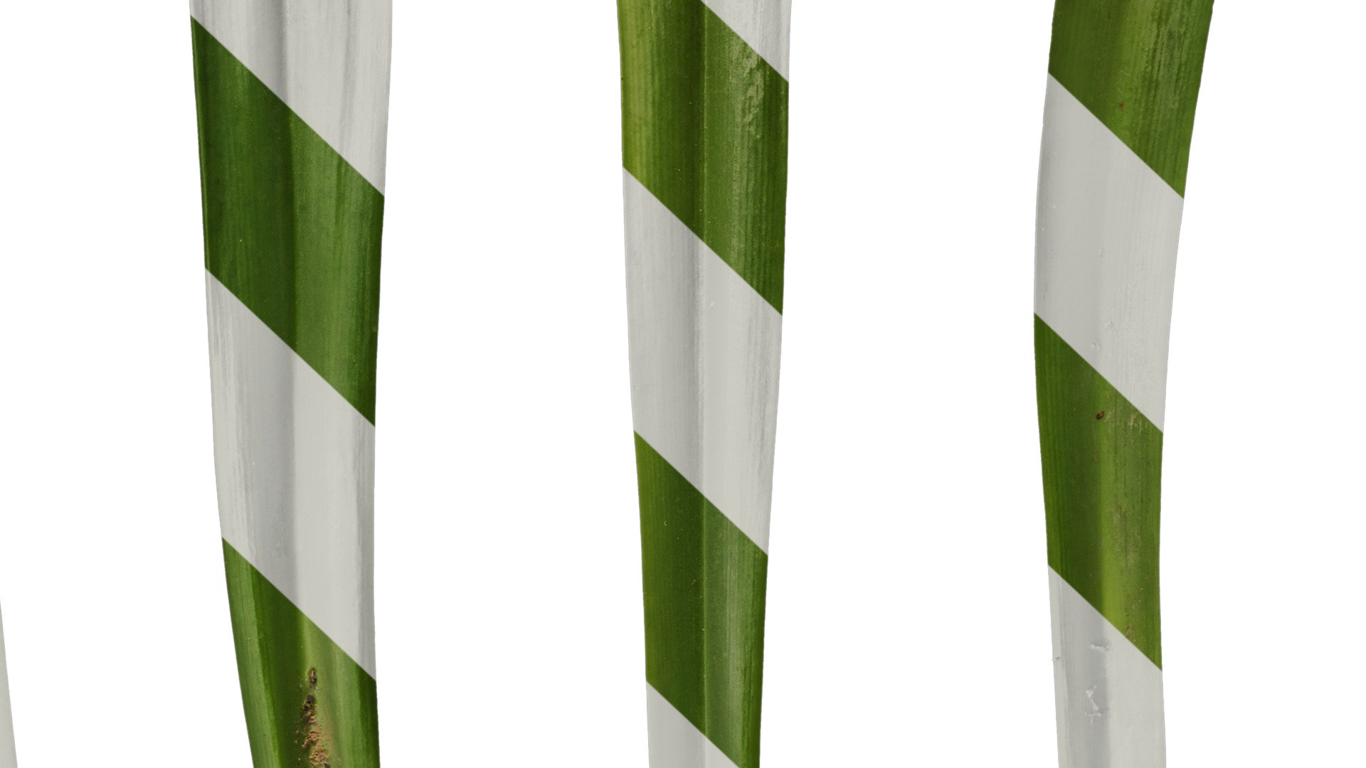 Anydrafts Agapanthus africanus Leaf 02 Texture_7