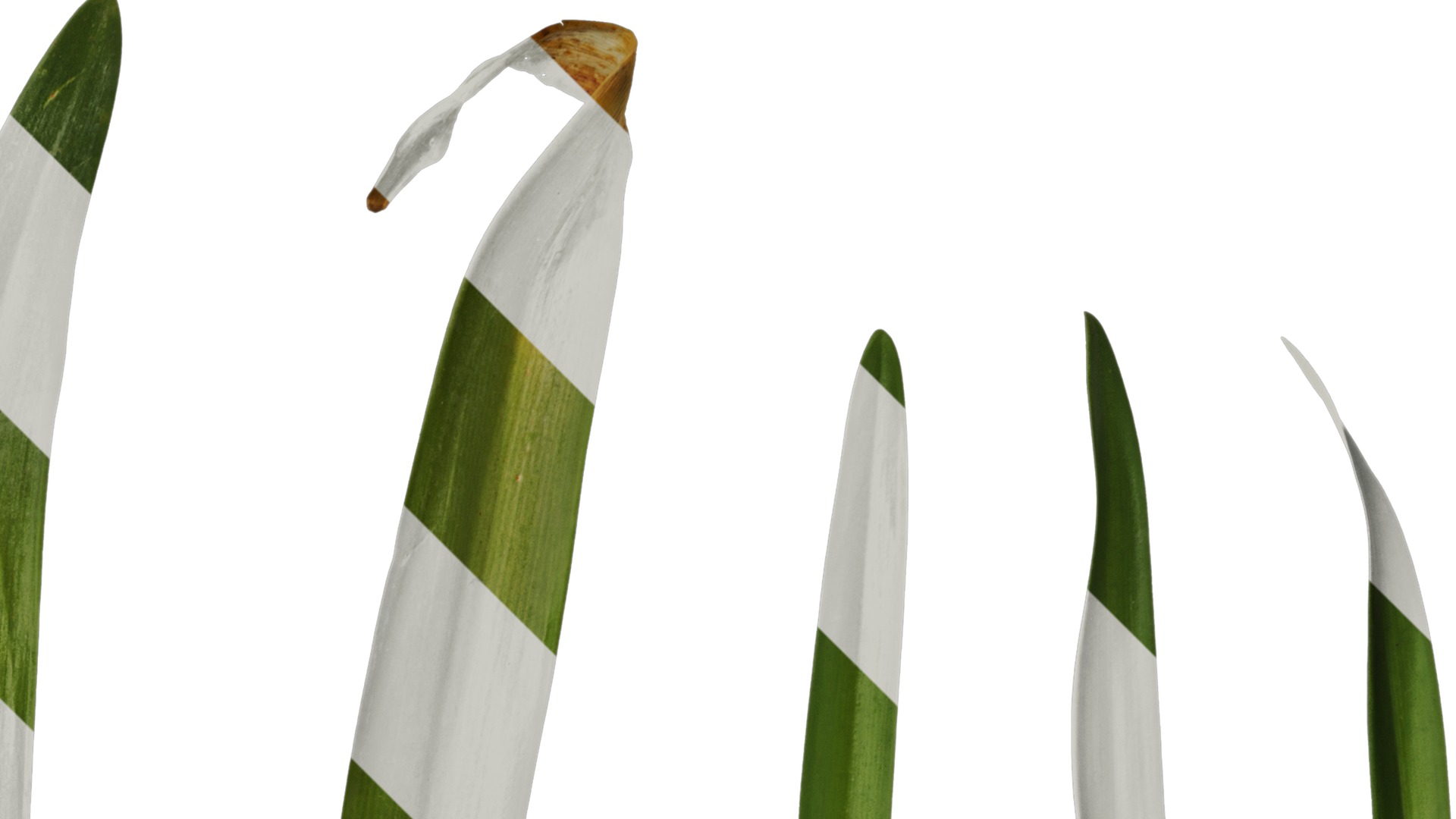 Anydrafts Agapanthus africanus Leaf 02 Texture_2