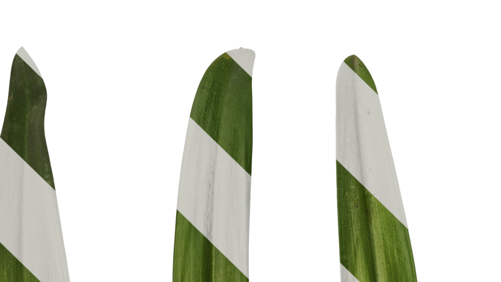 Anydrafts Agapanthus africanus Leaf 02 Texture_1