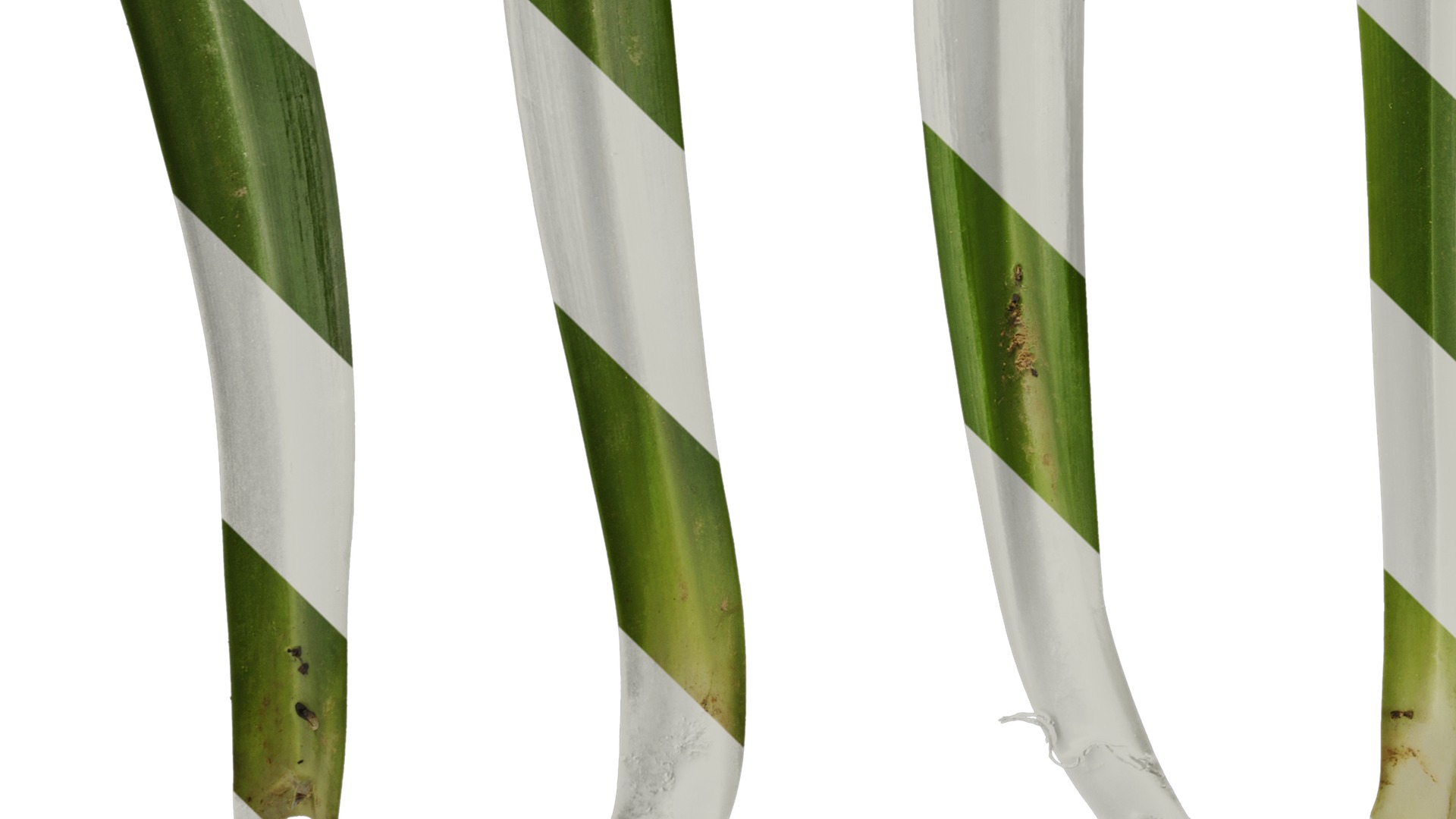 Anydrafts Agapanthus africanus Leaf 02 Texture_5