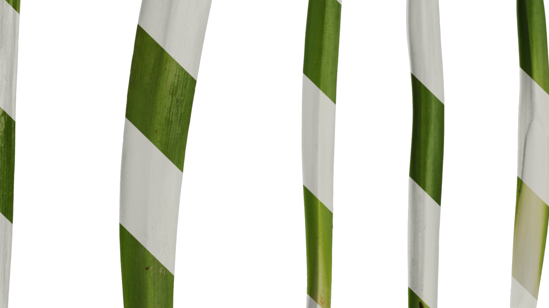 Anydrafts Agapanthus africanus Leaf 02 Texture_4