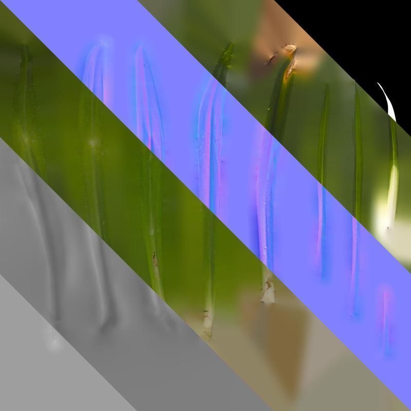 Anydrafts Agapanthus africanus Leaf 02 Texture_8