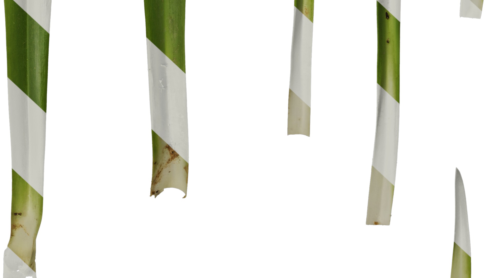 Anydrafts Agapanthus africanus Leaf 02 Texture_6