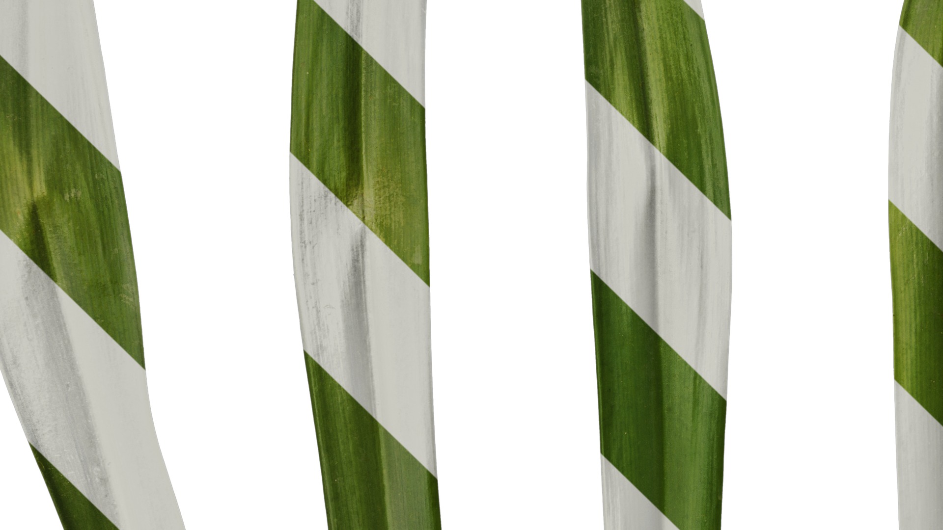 Anydrafts Agapanthus africanus Leaf 02 Texture_3