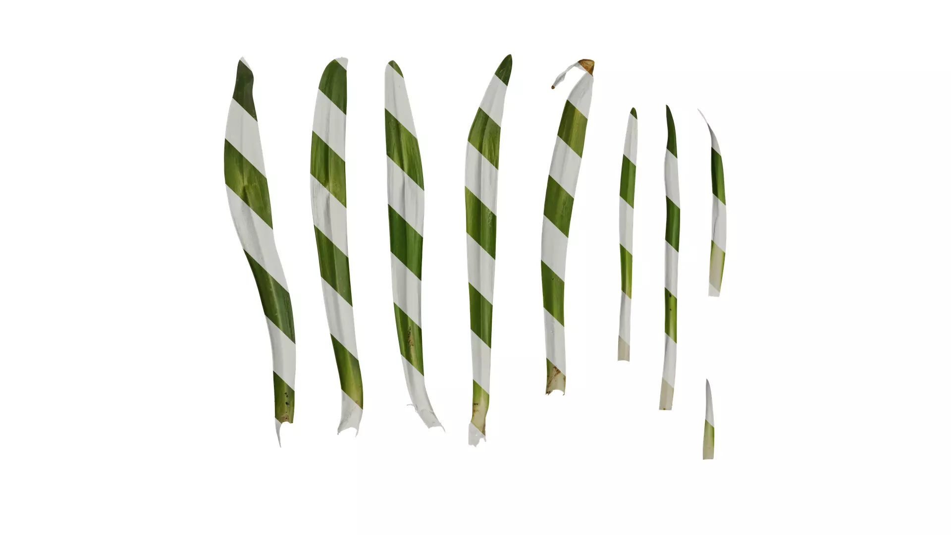 Anydrafts Agapanthus africanus Leaf 02 Texture_0