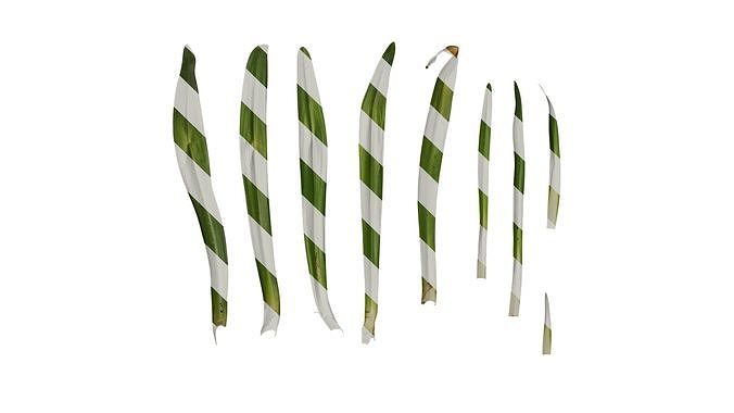 Anydrafts Agapanthus africanus Leaf 02 Texture