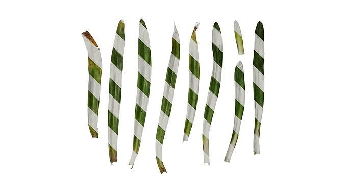 Anydrafts Agapanthus africanus Leaf 04 Texture
