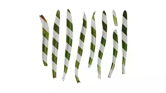 Anydrafts Agapanthus africanus Leaf 04