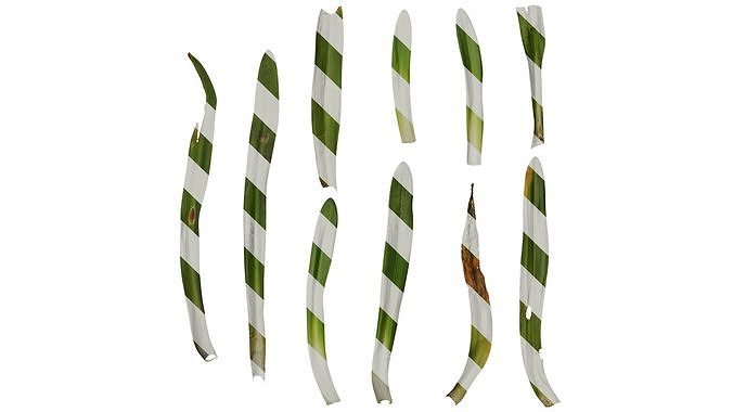 Anydrafts Agapanthus africanus Leaf 05 Texture