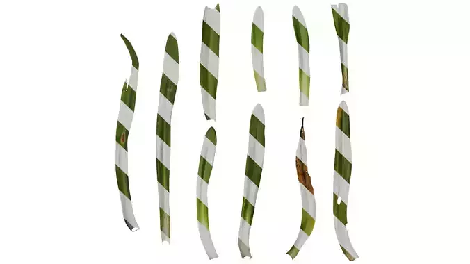 Anydrafts Agapanthus africanus Leaf 05