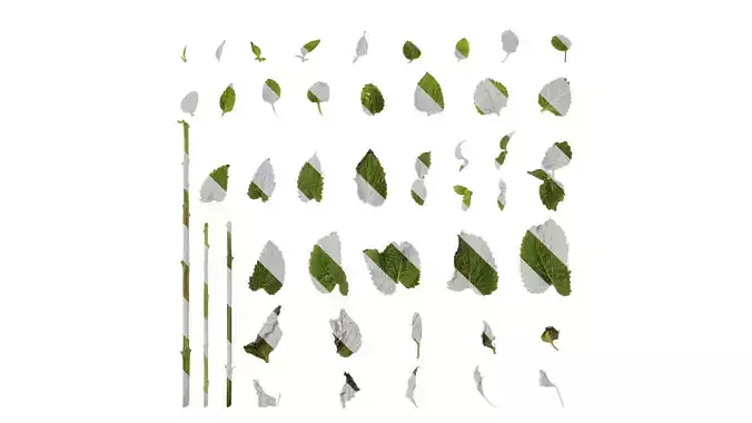 Anydrafts Ageratum houstonianum Leaf 01