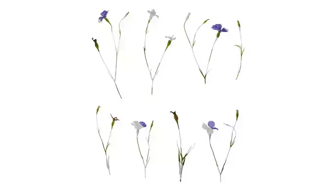 Anydrafts Agrostemma githago Atlas 01