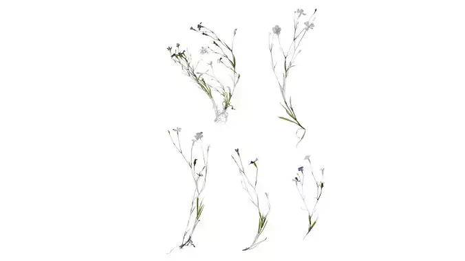 Anydrafts Agrostemma githago Atlas 02