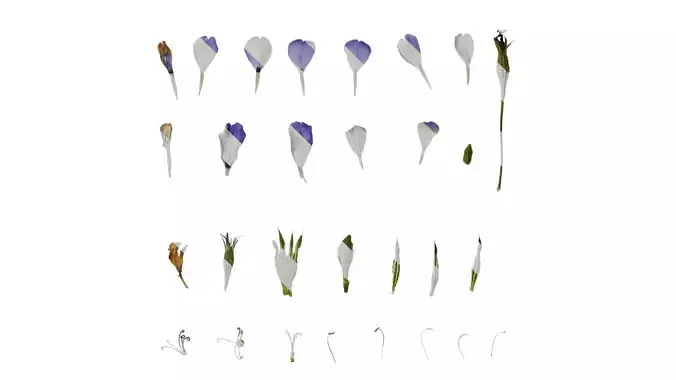 Anydrafts Agrostemma githago Flower 02