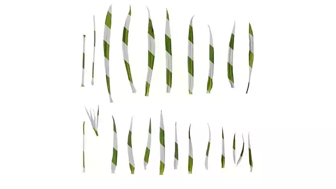 Anydrafts Agrostemma githago Leaf 01