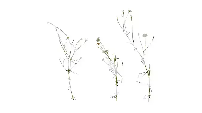 Anydrafts Agrostemma githago bianca Atlas 01