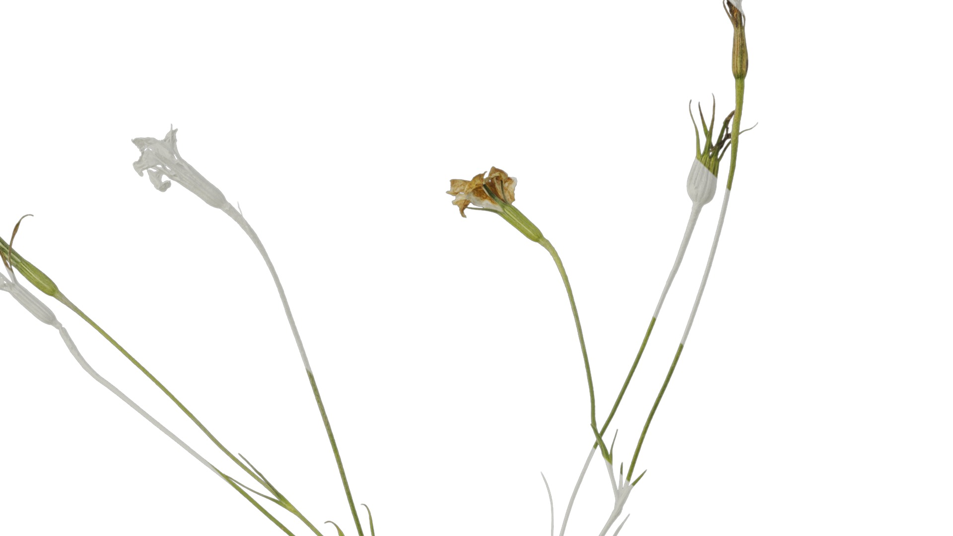 Anydrafts Agrostemma githago bianca Atlas 02 Texture_1