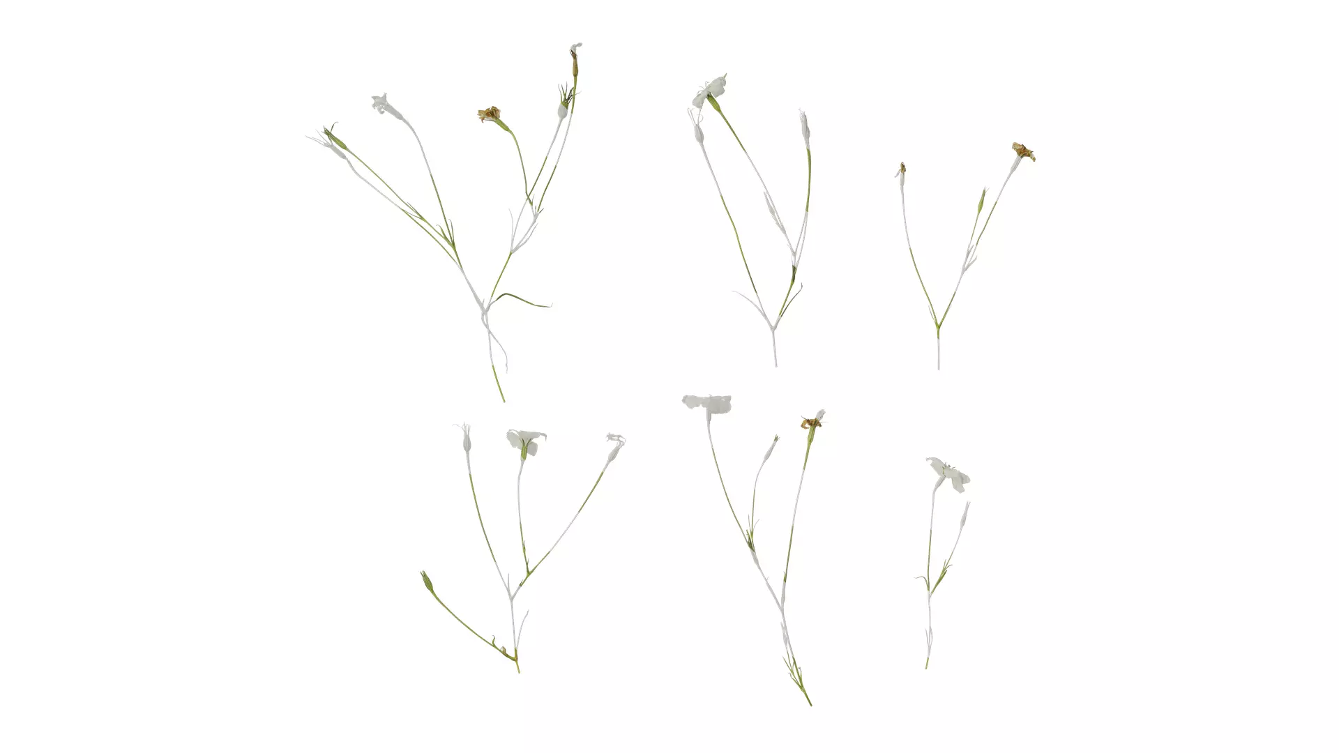 Anydrafts Agrostemma githago bianca Atlas 02 Texture_0