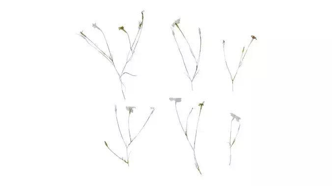 Anydrafts Agrostemma githago bianca Atlas 02