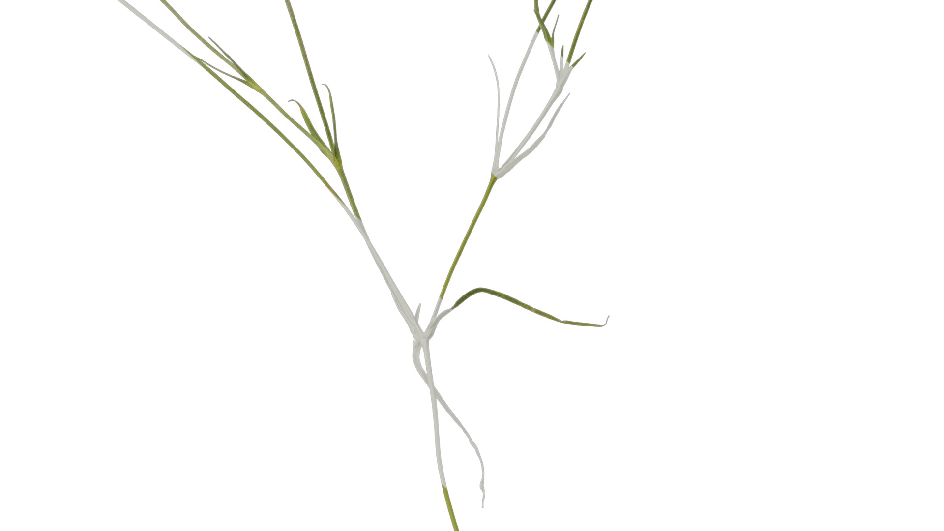 Anydrafts Agrostemma githago bianca Atlas 02 Texture_3