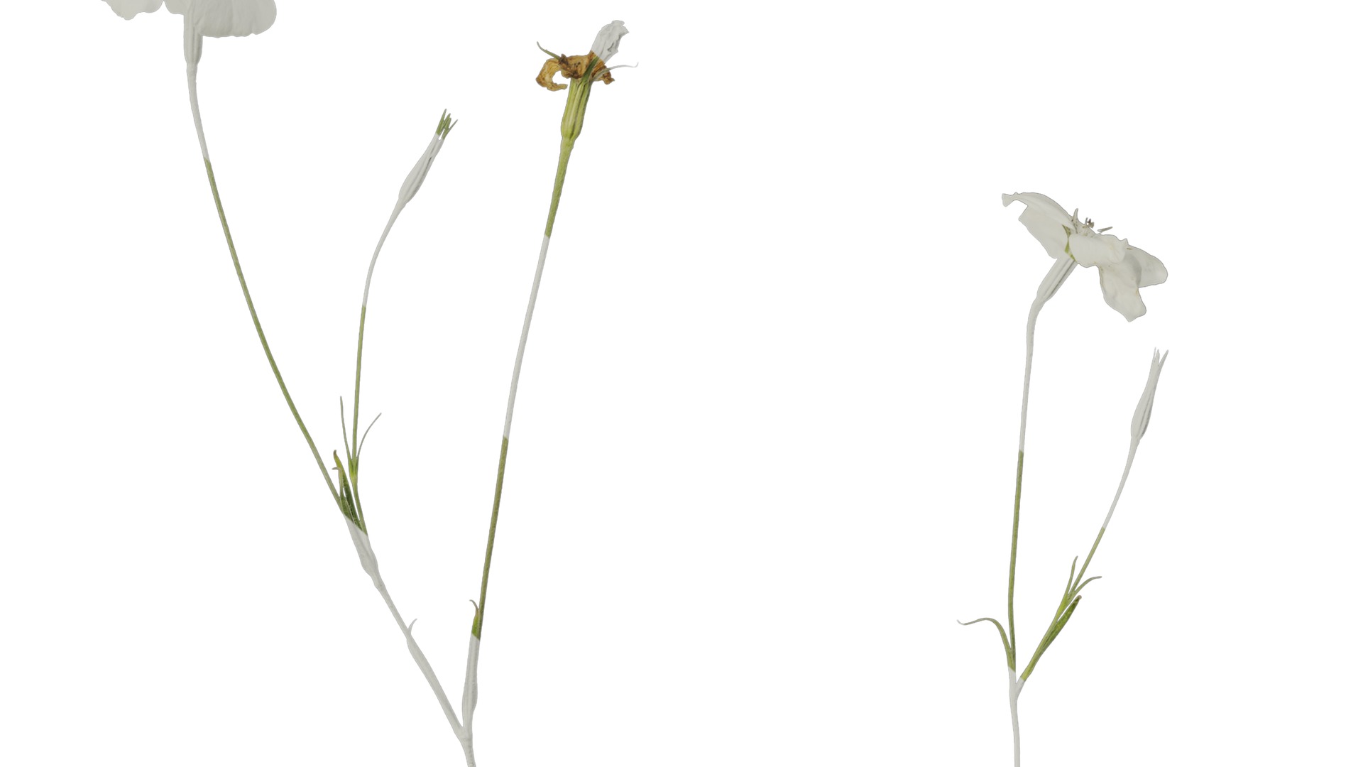 Anydrafts Agrostemma githago bianca Atlas 02 Texture_6