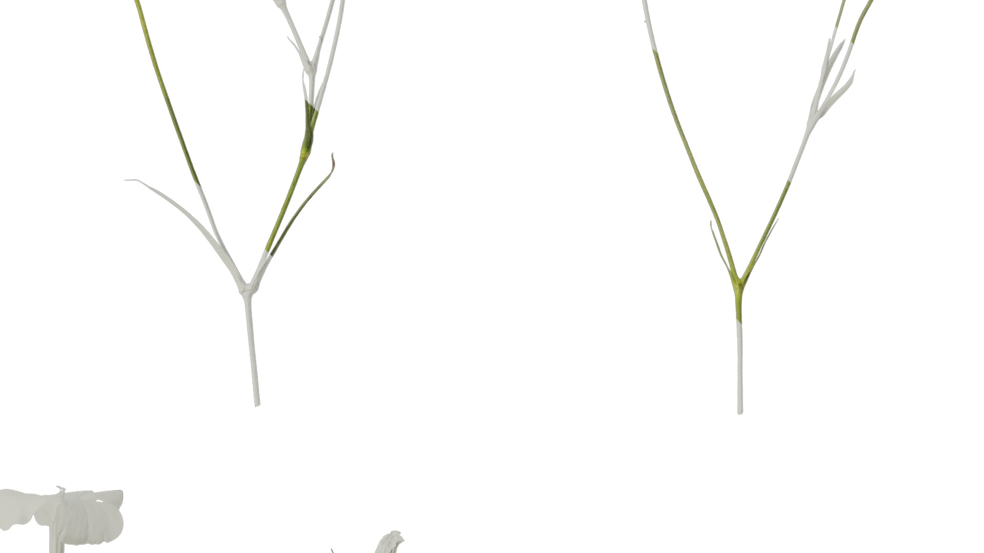 Anydrafts Agrostemma githago bianca Atlas 02 Texture_4