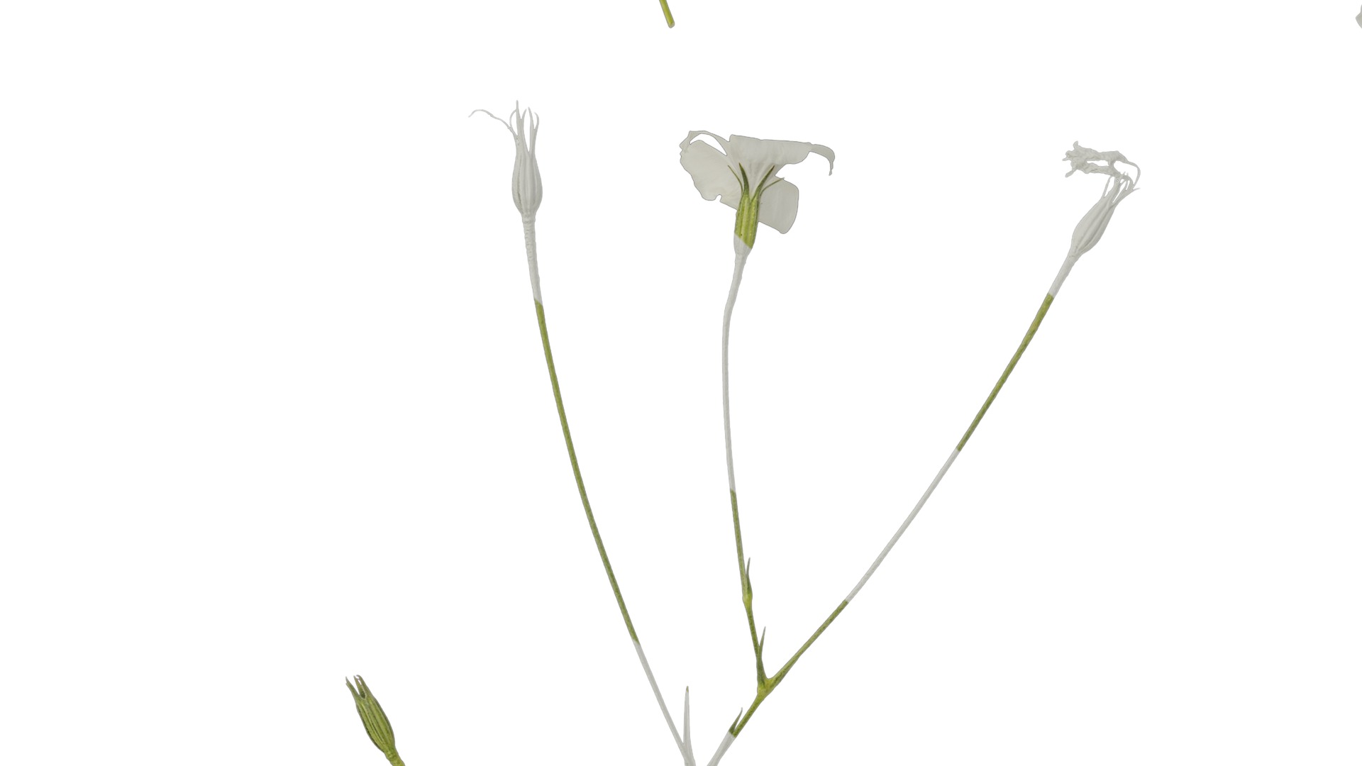 Anydrafts Agrostemma githago bianca Atlas 02 Texture_5