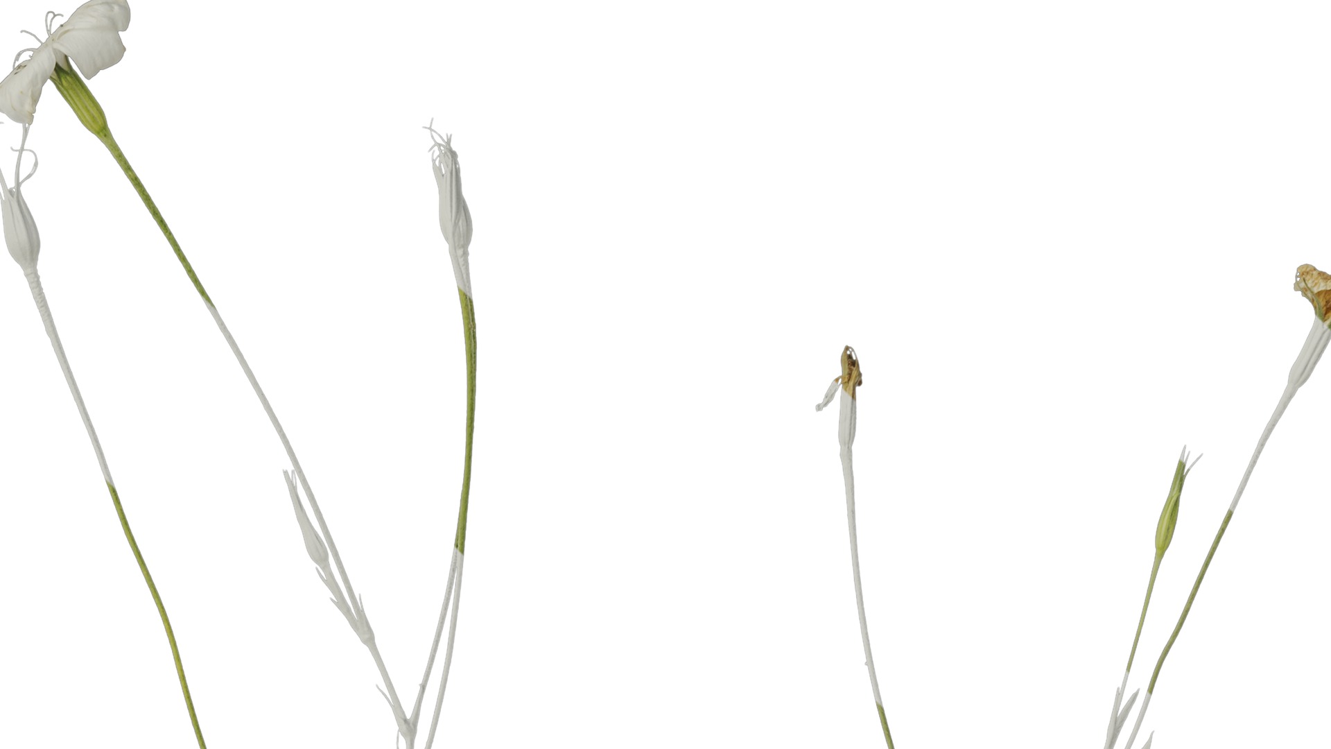 Anydrafts Agrostemma githago bianca Atlas 02 Texture_2