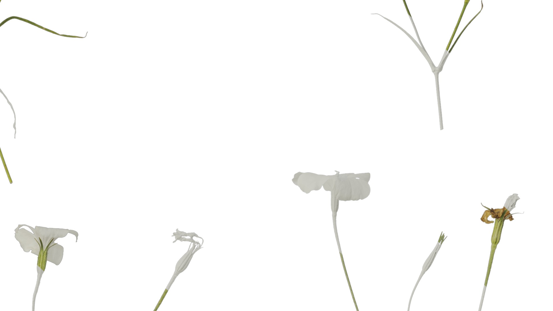 Anydrafts Agrostemma githago bianca Atlas 02 Texture_7