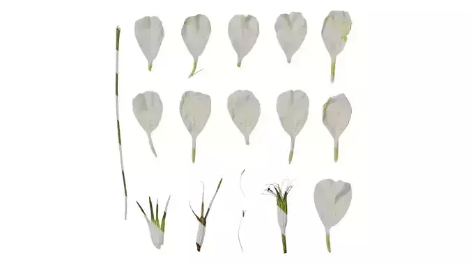 Anydrafts Agrostemma githago bianca Flower 01