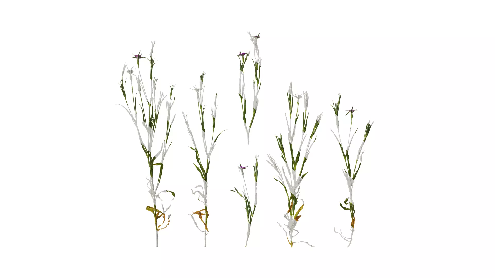 Anydrafts Agrostemma githago milas Atlas 01 Texture_0