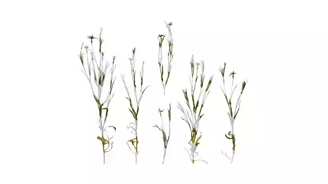 Anydrafts Agrostemma githago milas Atlas 01