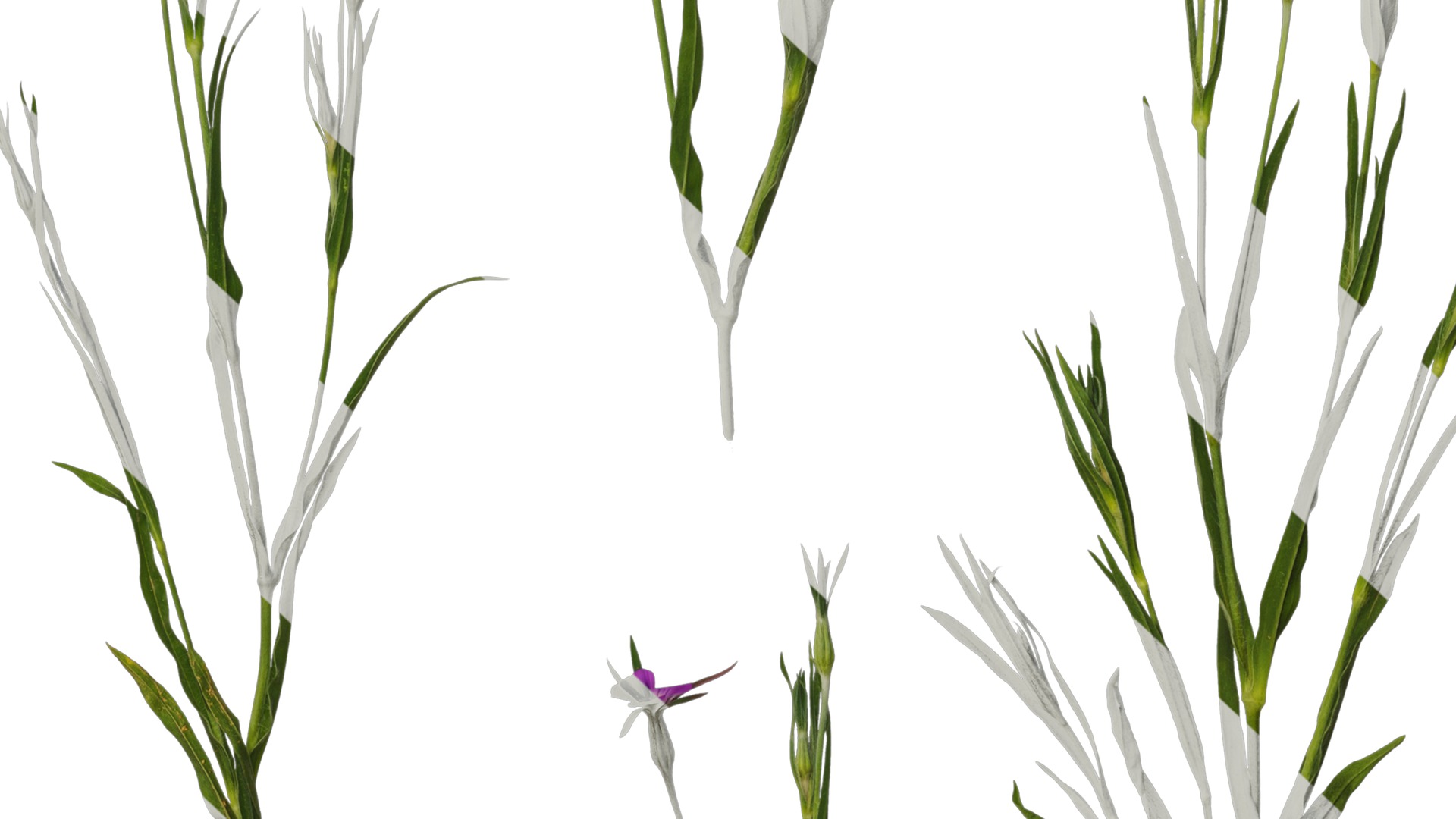 Anydrafts Agrostemma githago milas Atlas 01 Texture_7