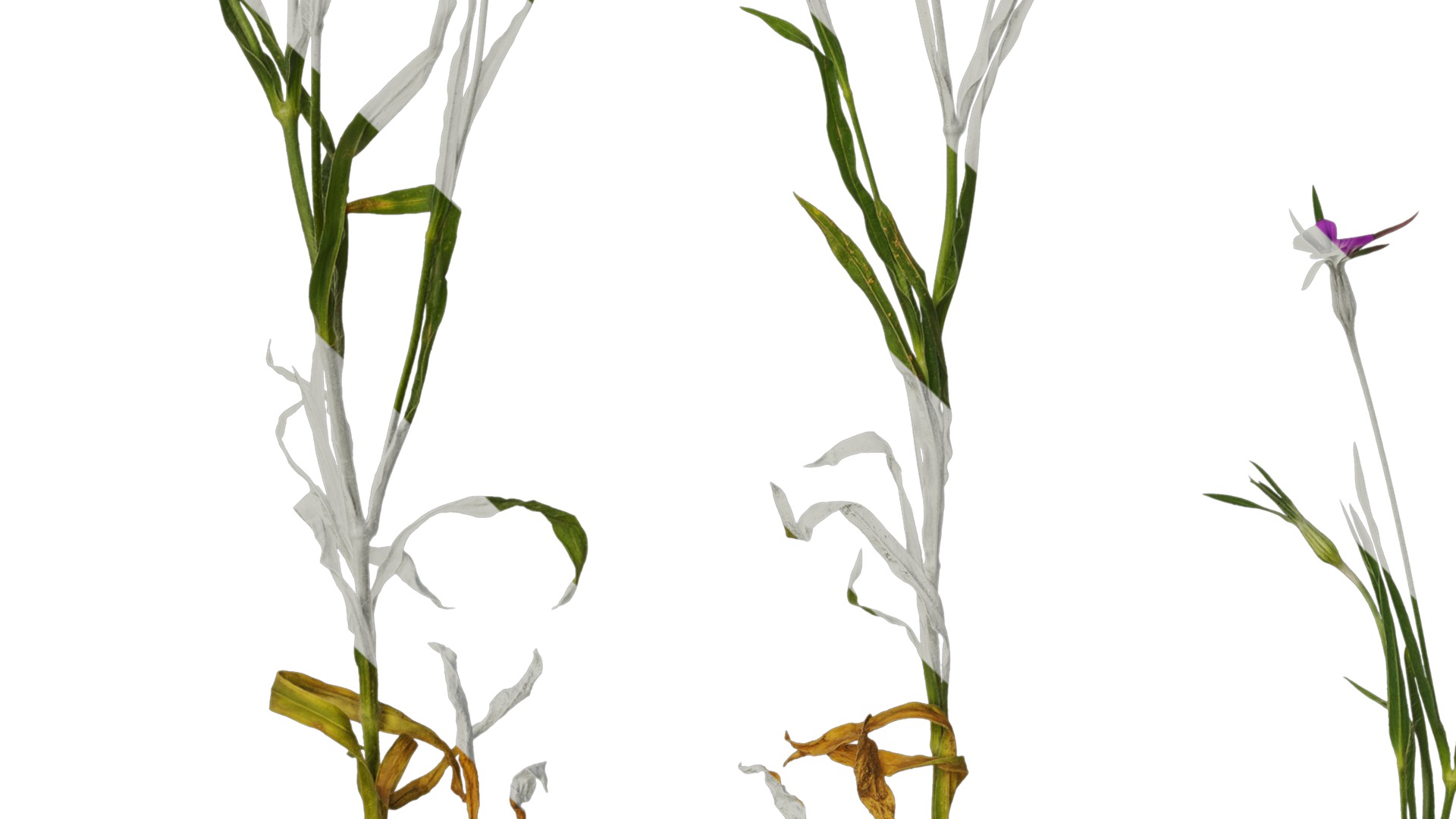 Anydrafts Agrostemma githago milas Atlas 01 Texture_5