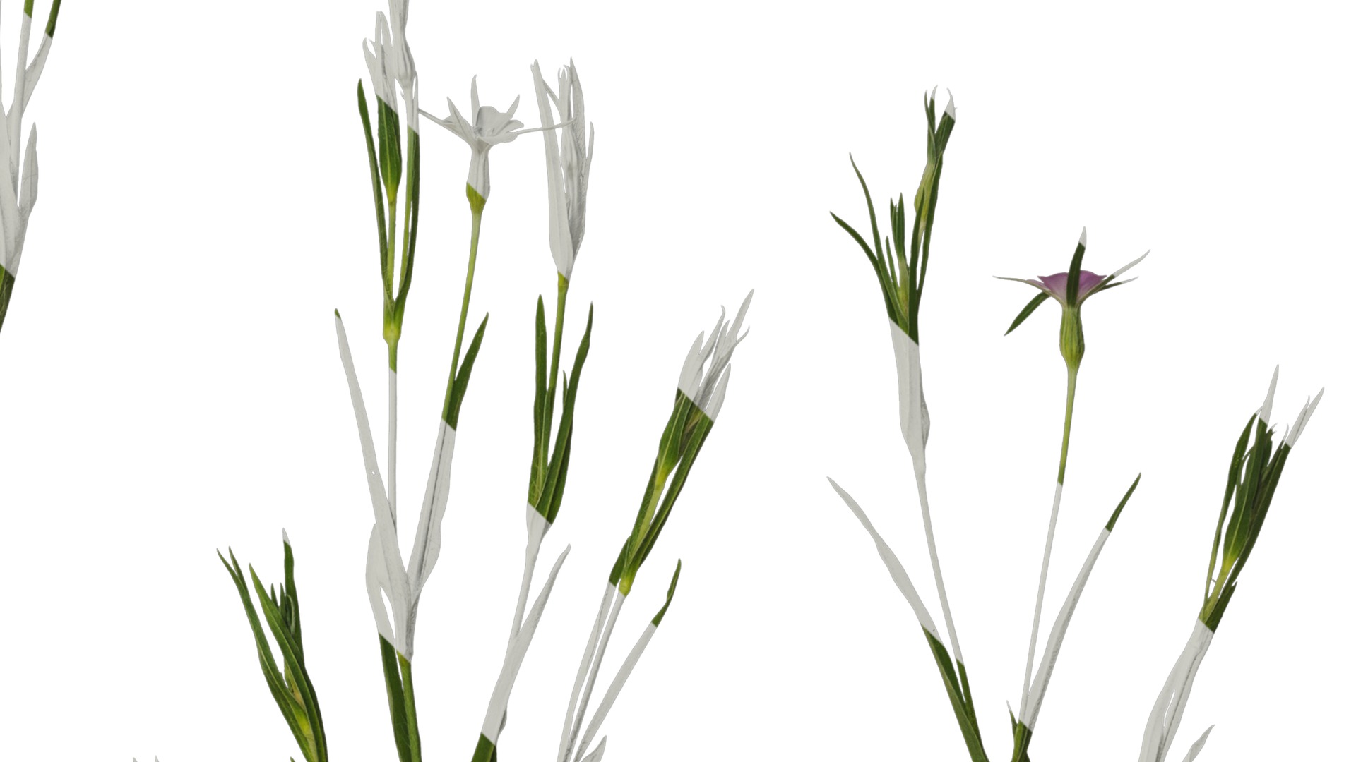 Anydrafts Agrostemma githago milas Atlas 01 Texture_4