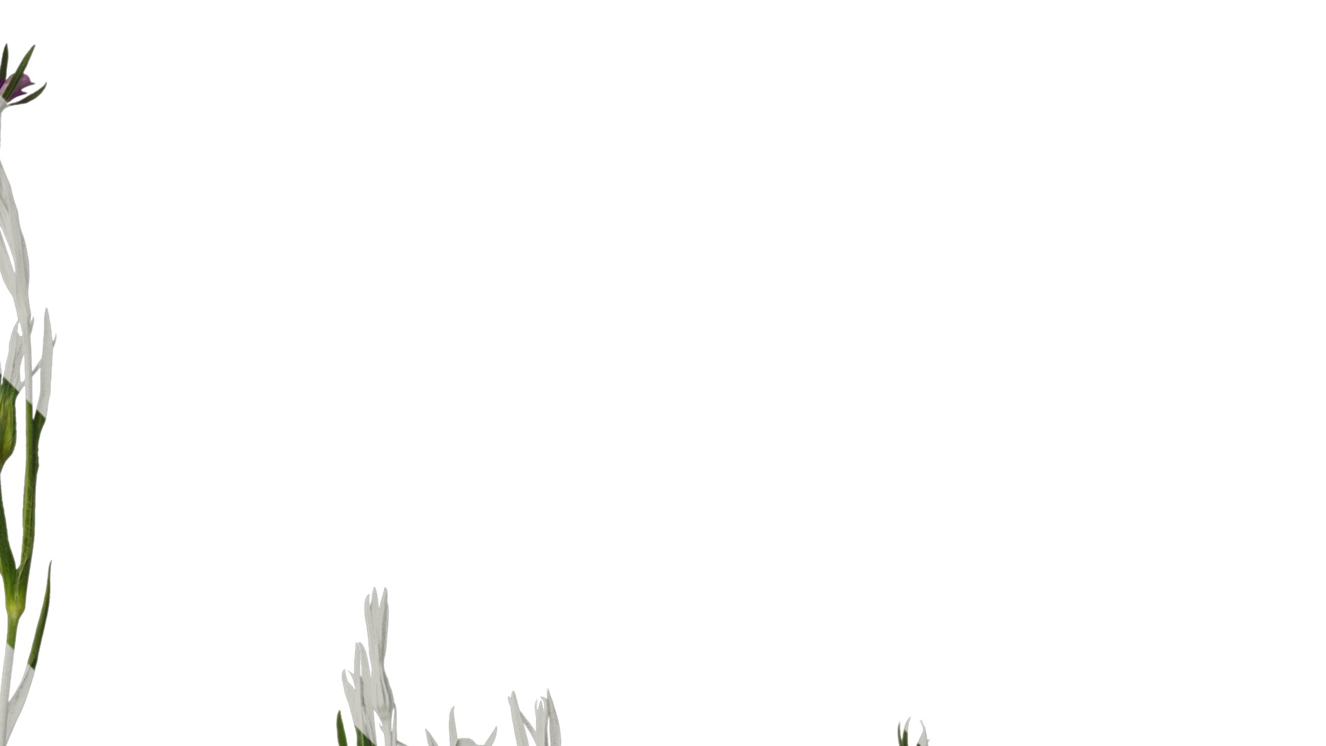 Anydrafts Agrostemma githago milas Atlas 01 Texture_2