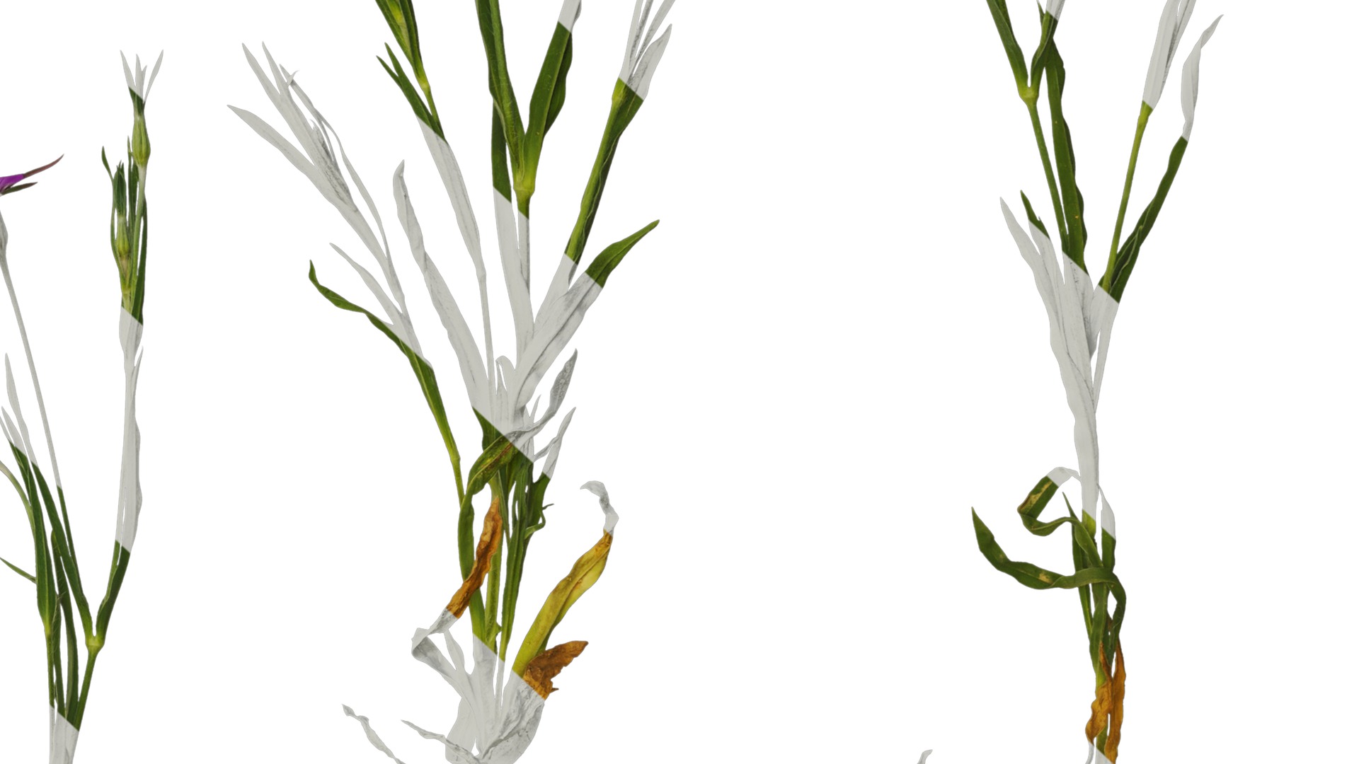 Anydrafts Agrostemma githago milas Atlas 01 Texture_6