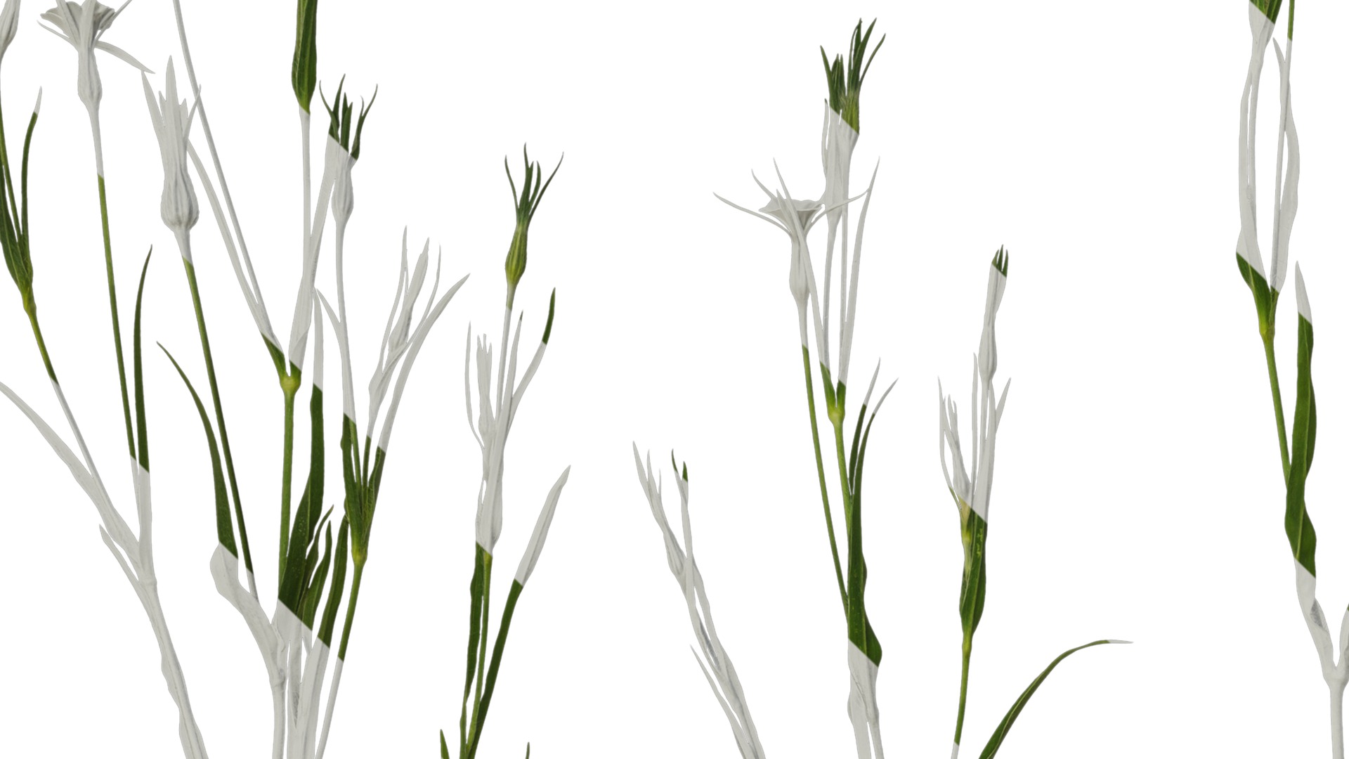 Anydrafts Agrostemma githago milas Atlas 01 Texture_3