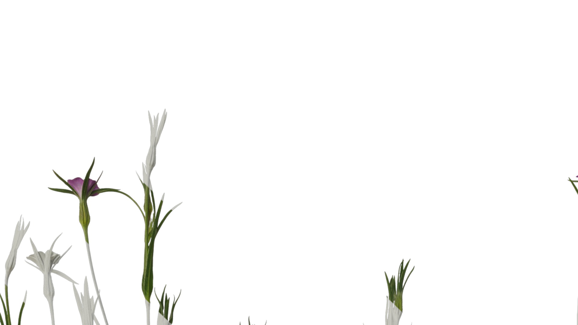 Anydrafts Agrostemma githago milas Atlas 01 Texture_1